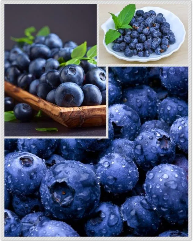IQF Cultivated Frozen Blueberry Price Grade a