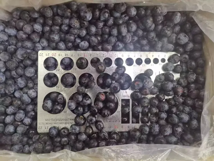 IQF Frozen Berries, Blueberry, From China