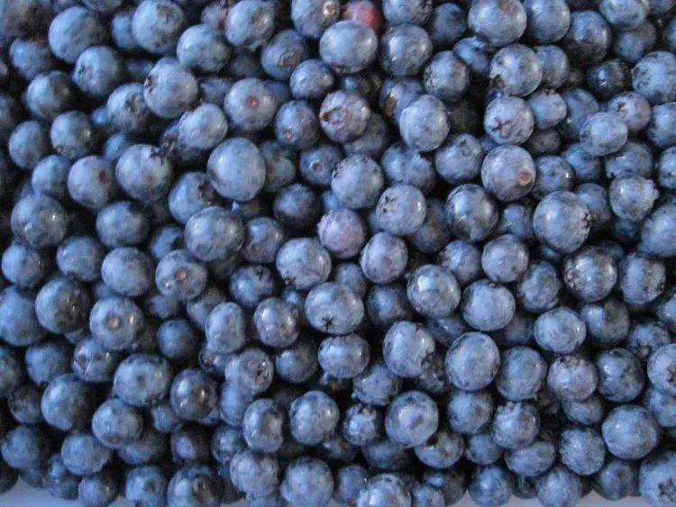 IQF Frozen Berries, Blueberry, From China