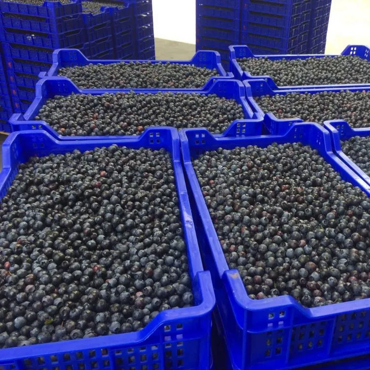 IQF Frozen Berries, Blueberry, From China