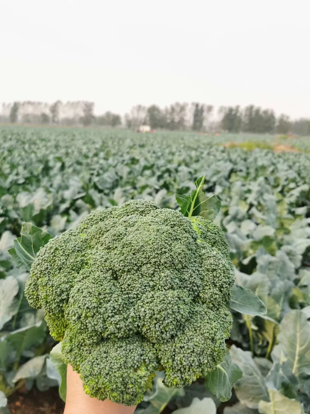 IQF Frozen Broccoli, Broccoli Florets, Vegetables