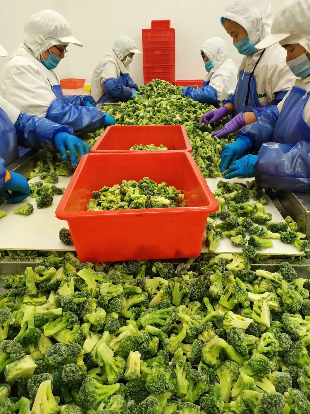 IQF Frozen Broccoli, Broccoli Florets, Vegetables