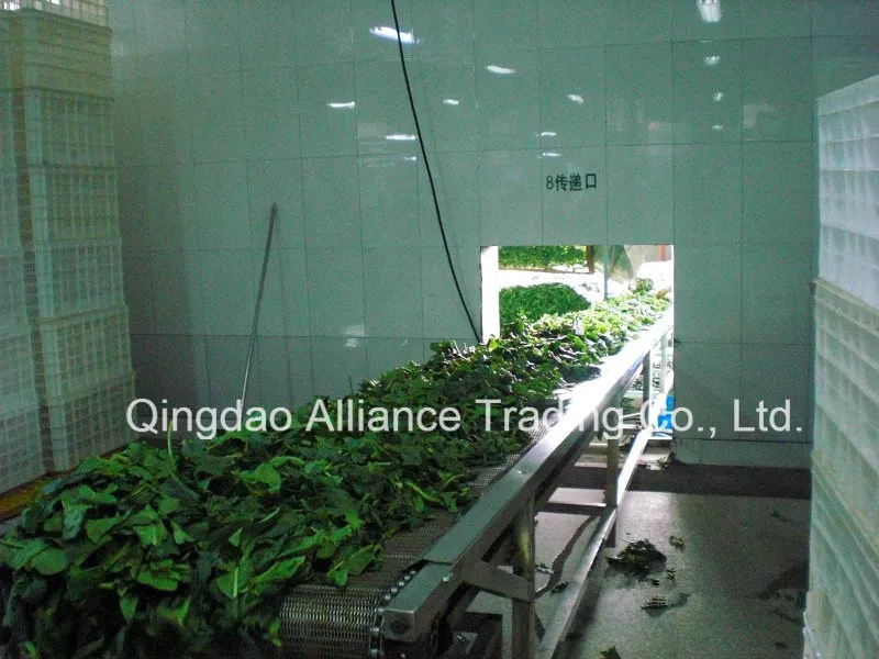 IQF Frozen Chopped Spinach Ball