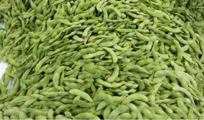 IQF Frozen Edamame Supplier From China
