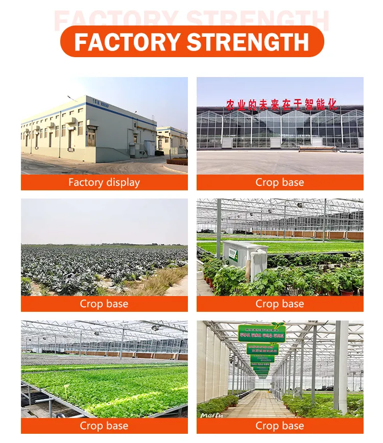 IQF Frozen Fresh Fruit Kiwi Berry Kiwifruit