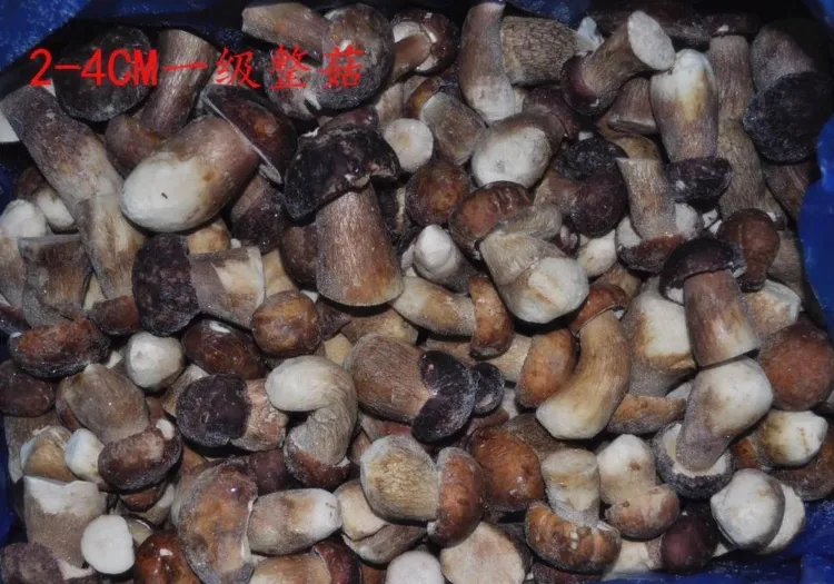IQF Frozen Porcini Mushroom Boletus Edulis