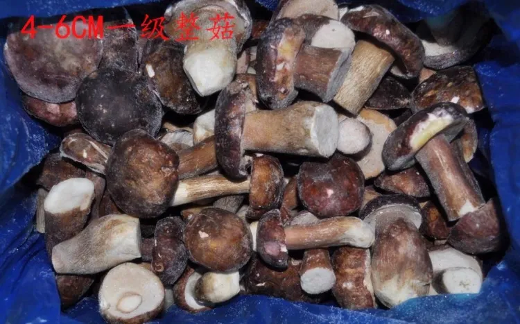 IQF Frozen Porcini Mushroom Boletus Edulis