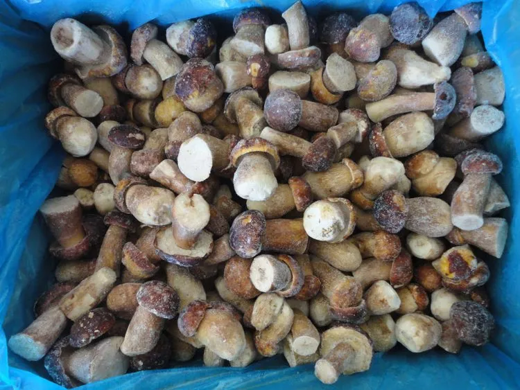 IQF Frozen Porcini Mushroom Boletus Edulis