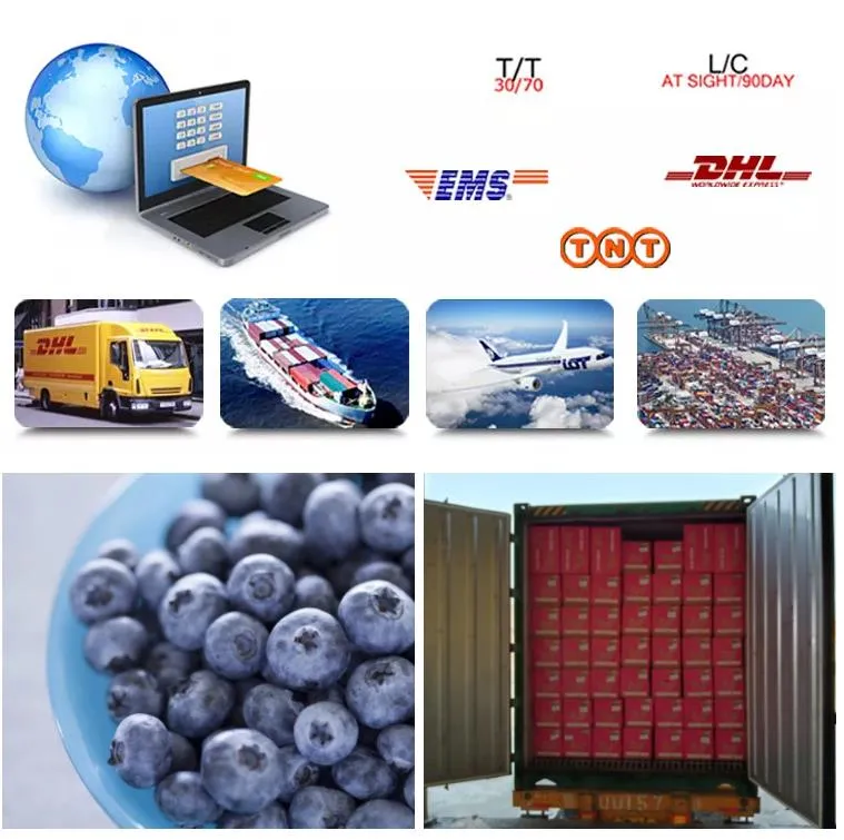 IQF Frozen Wild Blueberry, Buy From Supplier