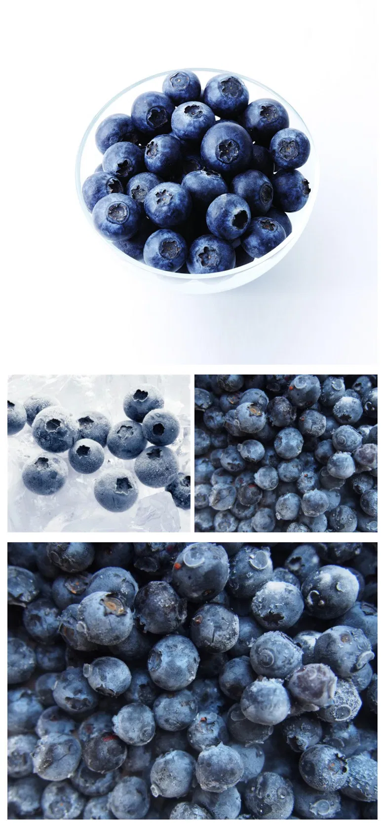 IQF Frozen Wild Blueberry, Buy From Supplier