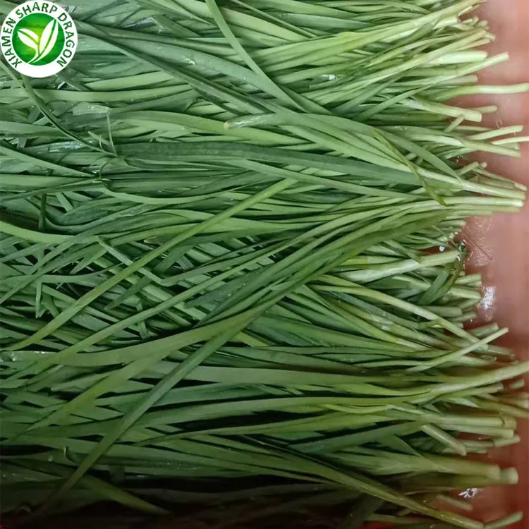 IQF Supplier Top Chinese Natural New Crops Competitive Price Frozen Chinese Chives
