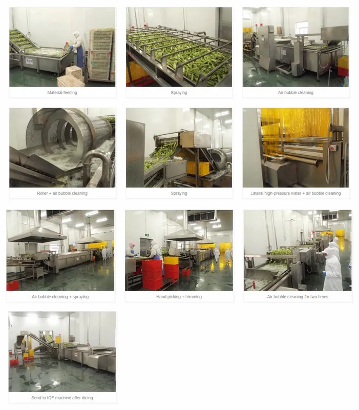 Manufacturer of Frozen Vegetables, Shandong Fangxin Food, IQF Frozen Celery Dices, 10*10mm, Brc, FDA, Kosher, HACCP