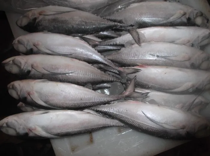 Muroaji/Hard Tail/Scad Fish