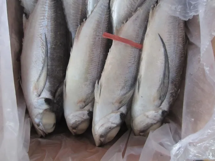 Muroaji/Hard Tail/Scad Fish