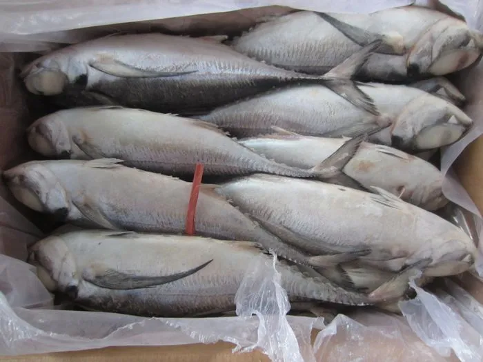 Muroaji/Hard Tail/Scad Fish