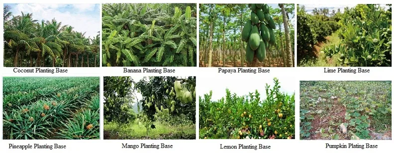 Natural Sugar Free Noni Fruit Enzyme Powder with Best Price