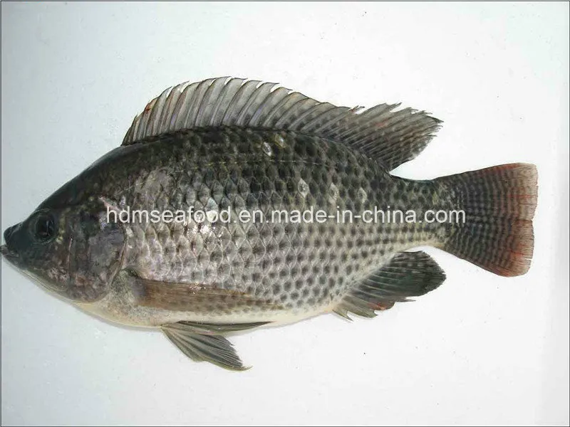 New Catching Frozen Tilapia