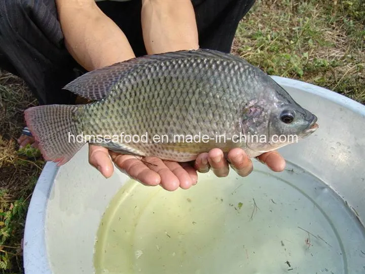 New Catching Frozen Tilapia