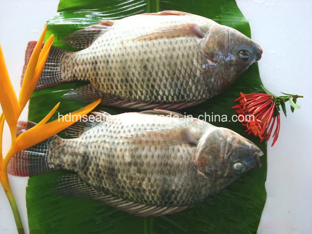 New Catching Frozen Tilapia