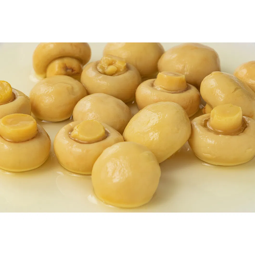 New Crop Brined Mushroom in Drum, Brined Mushroom, Brined Champignons