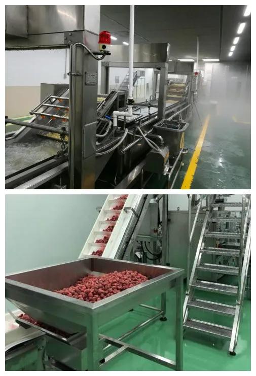 New Crop IQF Frozen Strawberry and Frozen Fruits
