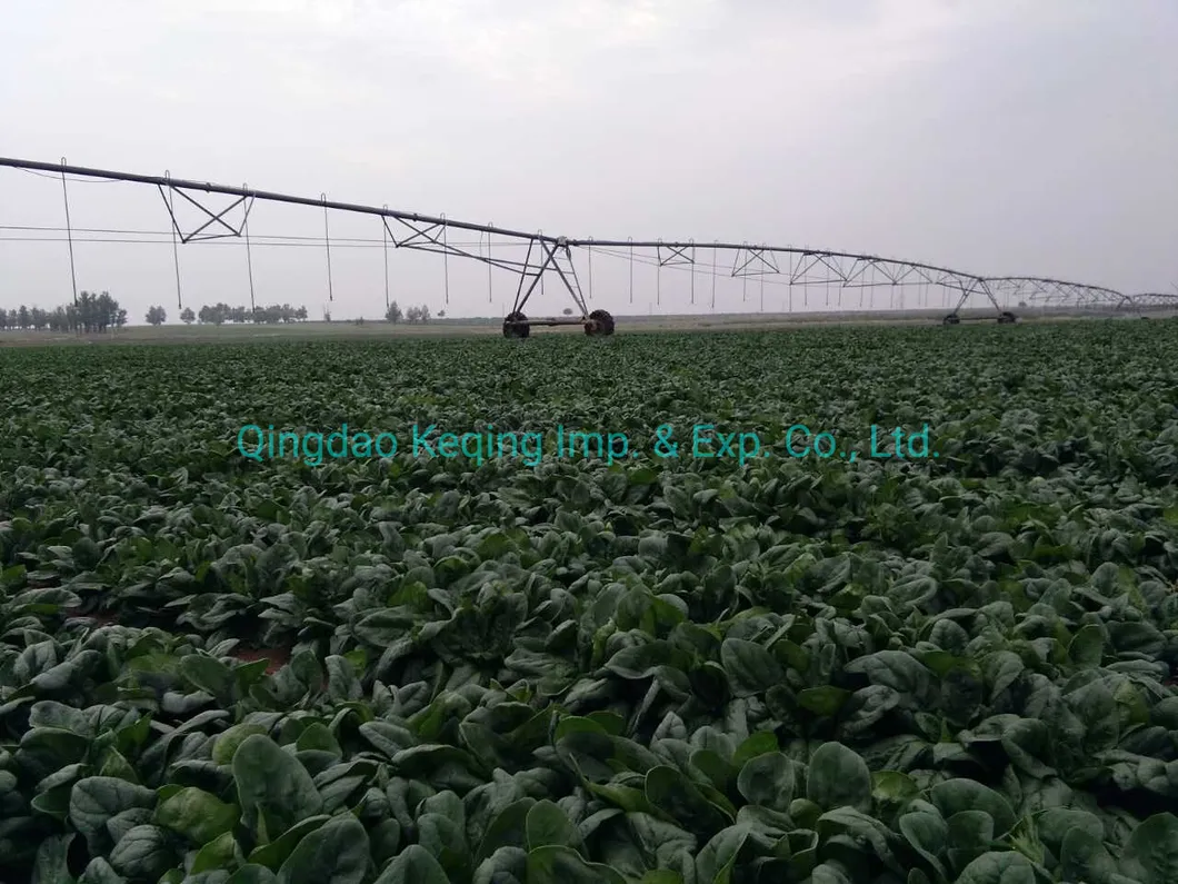 Organic Mixed Vegetables Frozen Mixed Vegetables Factory Frozen Vege ISO/HACCP/Brc/Kosher/Halal