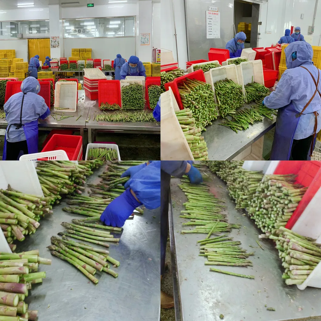 Processing Factory, Shandong Fangxin Food, IQF Frozen Green Asparagus of Spring Crops, 16-22mm, 17cm Long, Frozen Vegetables