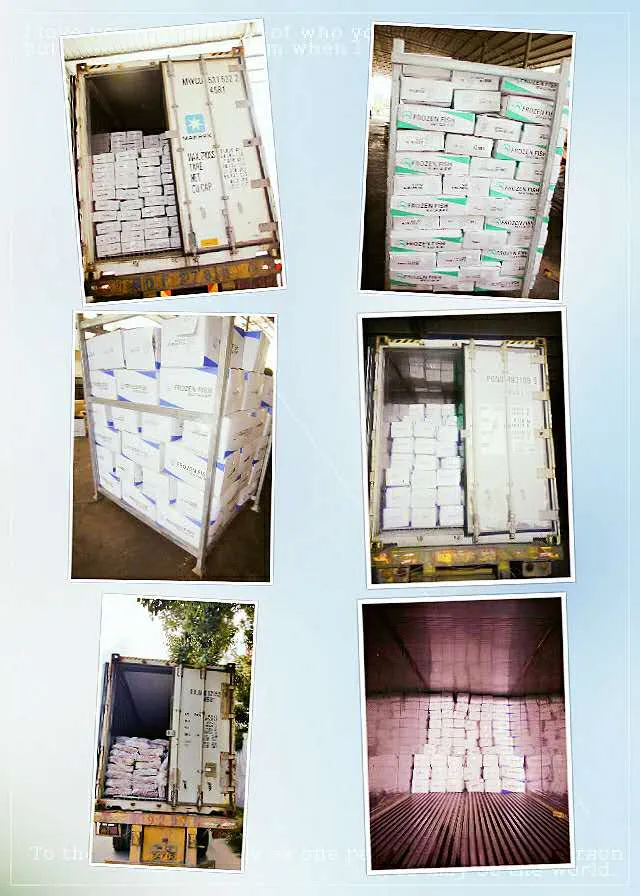 Sardinella Fish Sardine for Bait in Morocco