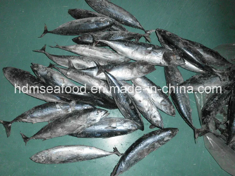 Seafrozen Fish Bonito for Market