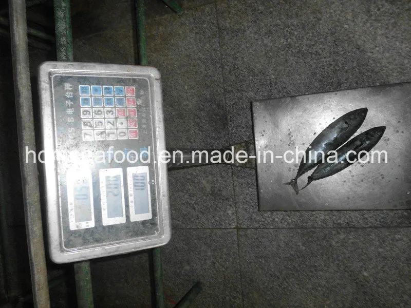 Seafrozen Fish Bonito for Market