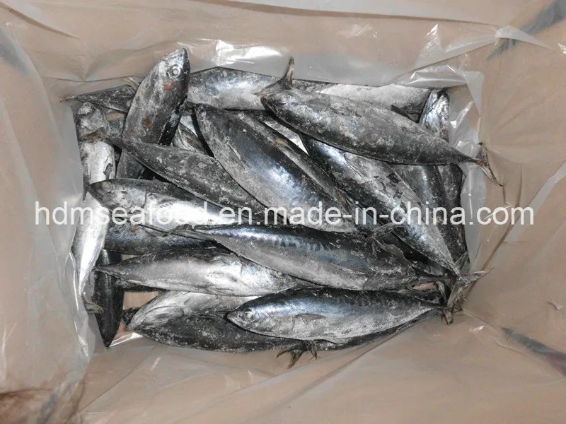 Seafrozen Fish Bonito for Market