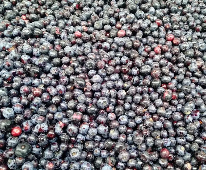 Sinocharm Frozen Wild Blueberry IQF