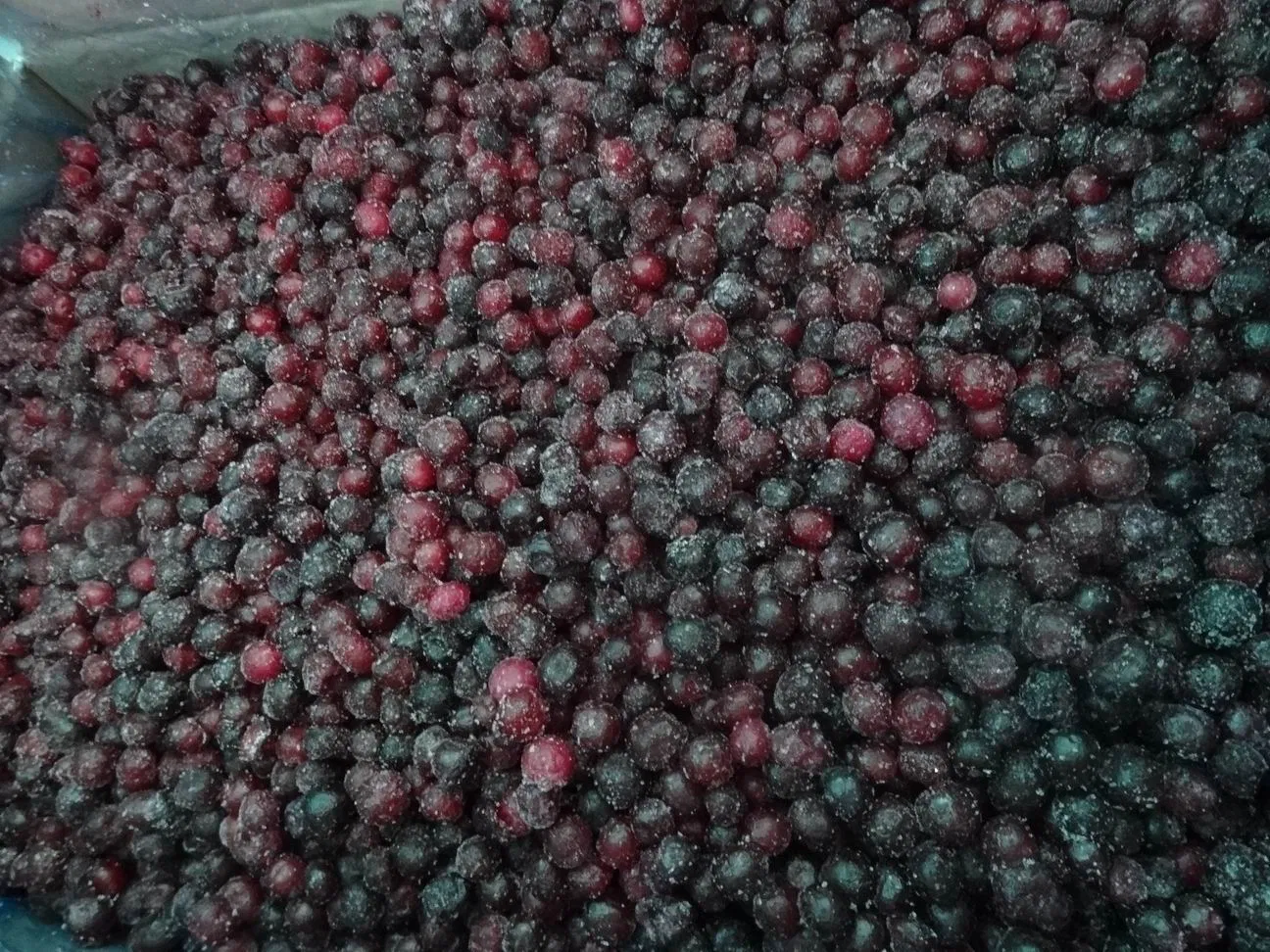 Sinocharm Frozen Wild Blueberry IQF