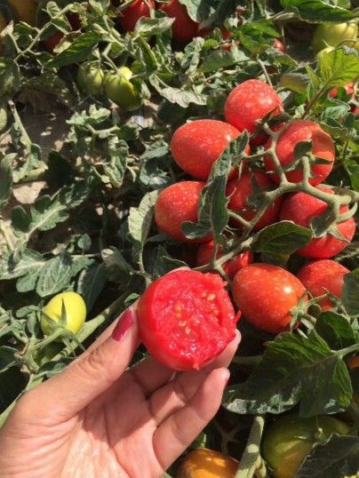 Tomato Paste 28-30%Hb 2021 Crop