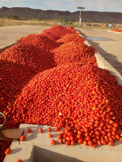 Tomato Paste 28-30%Hb 2021 Crop