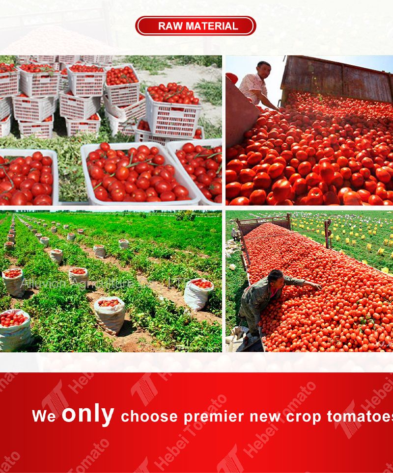 Tomato Paste for Uganda Tomato Sauce China Supplier Tomato Ketchup Sebo Brand 28-30% Concentration
