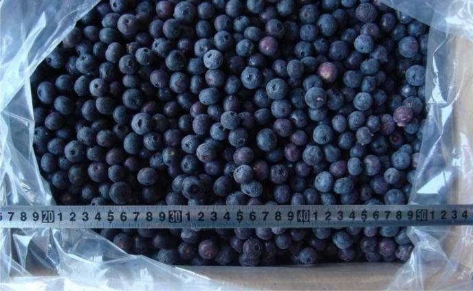 Top Quality Frozen Blueberry with Good Price IQF