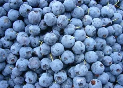 Top Quality Frozen Blueberry with Good Price IQF