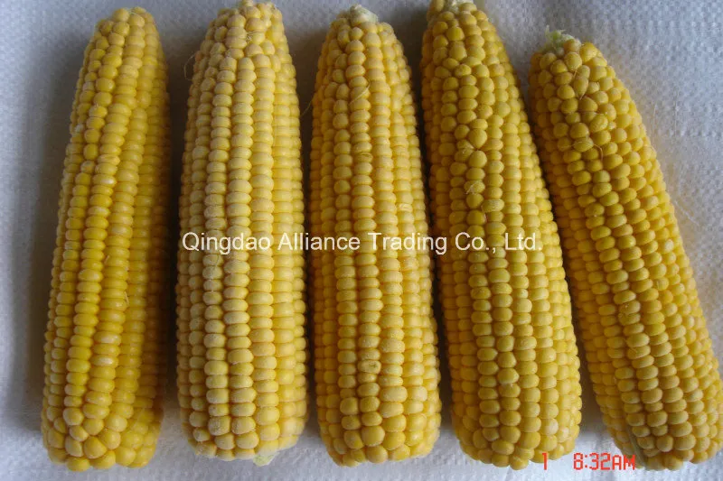 Top Quality Frozen Whole Sweet Corn COB