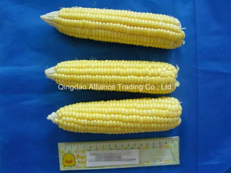 Top Quality Frozen Whole Sweet Corn COB