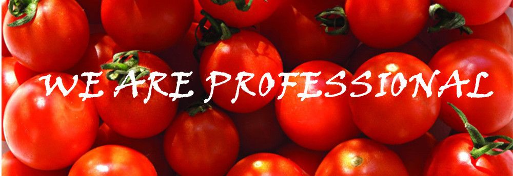 Vego Canned Tomato Paste Tomato Sauce Tomato Ketchup