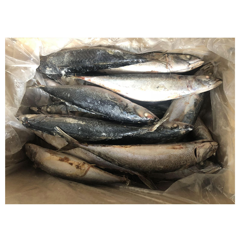 W/R IQF Pacific Mackerel Sea Frozen Fish Mackerel 300-500g