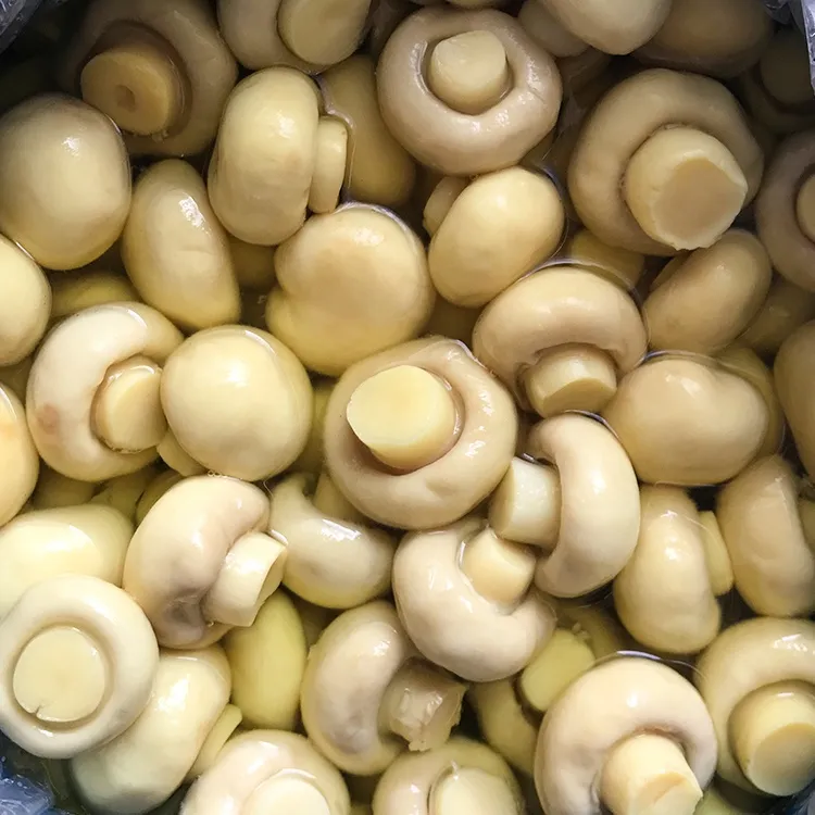 Whole Mushroom Brined Champignon in Drum