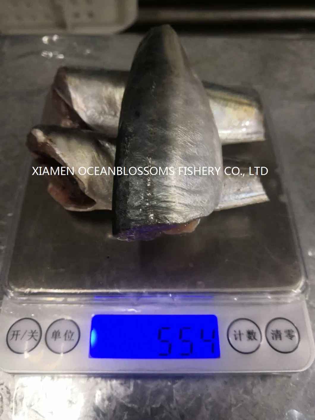 Wholesale Frozen Hgt Horse Mackerel Scad for Canning