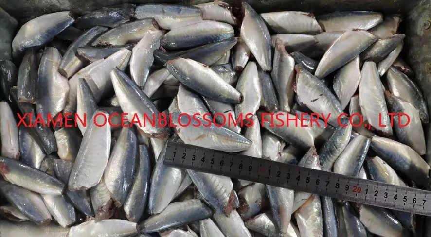 Wholesale Frozen Hgt Horse Mackerel Scad for Canning