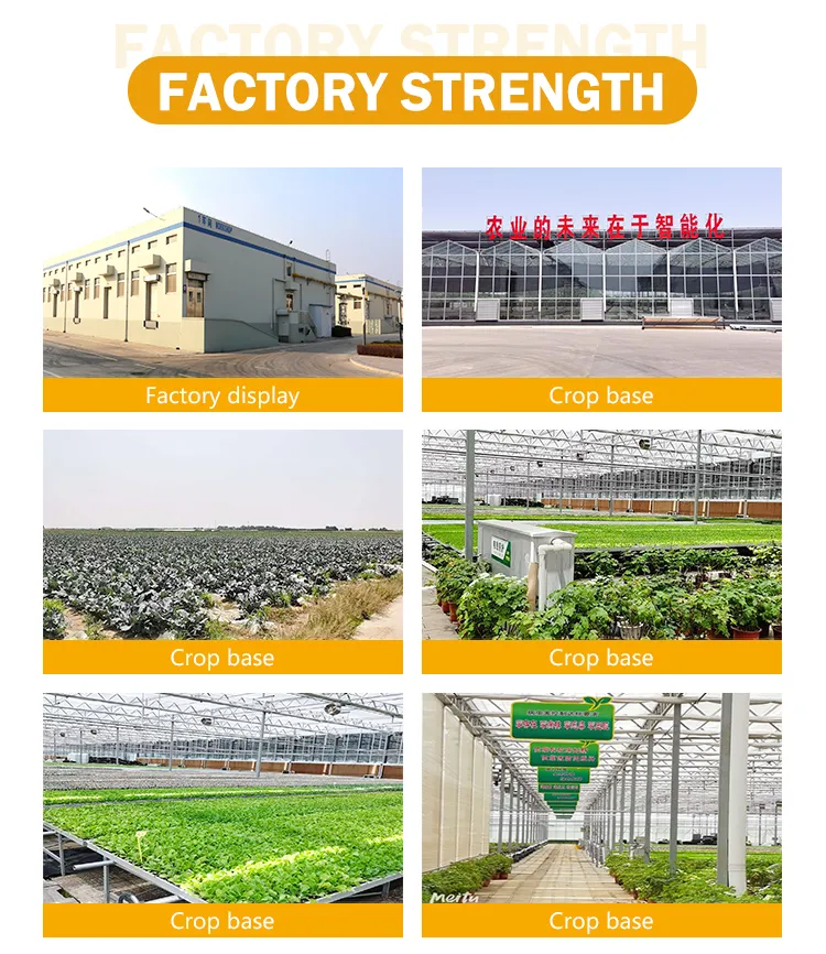 Wholesale Good Quality Flavored French Potato Fries IQF Frozen Hash Browns